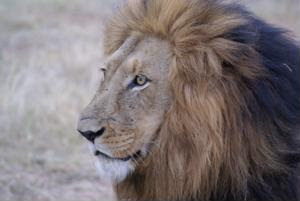 Lion-1